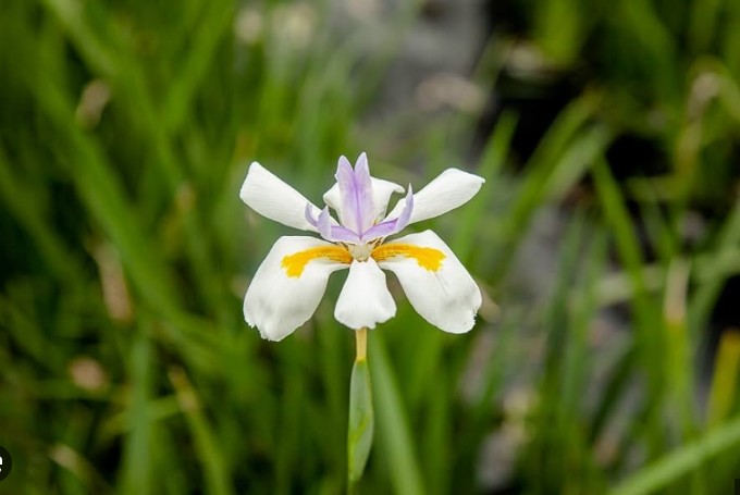 African Iris - White