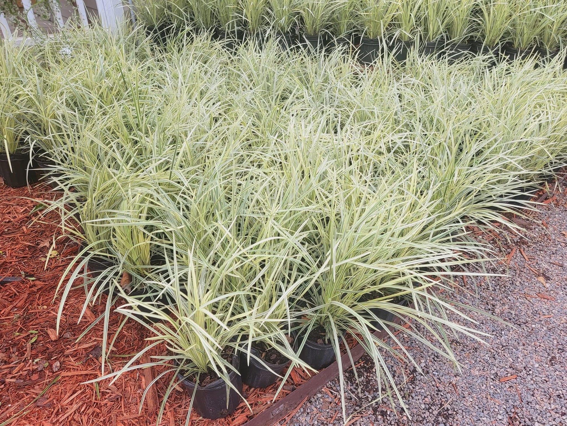 Aztec Grass