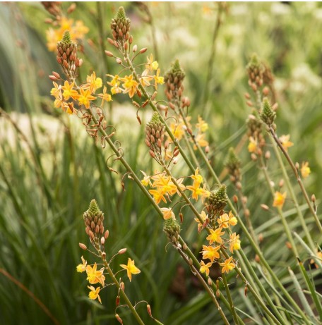 Bulbine - orange