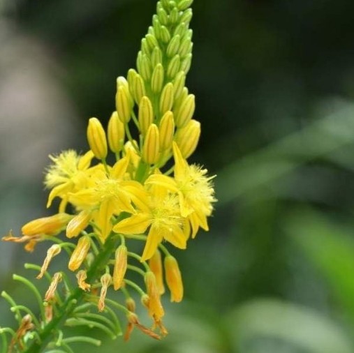 Bulbine - yellow