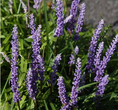 Liriope - Big Blue