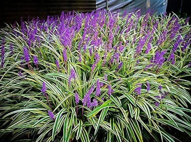 Liriope - Variegated